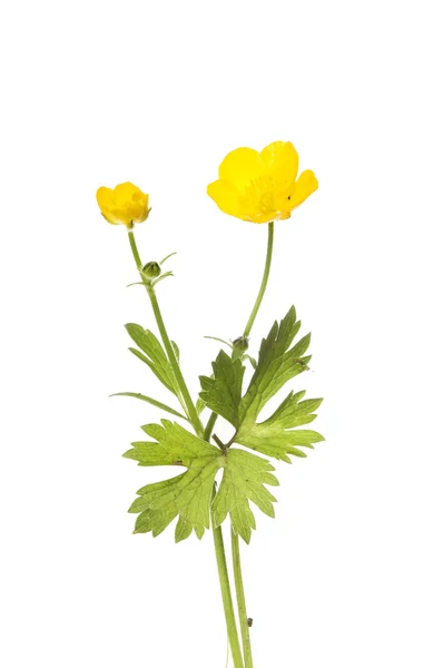 Creeping Buttercup flowers and foliage — Stock Photo, Image