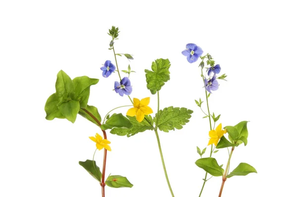 Creeping-jenny and speedwell flowers — Stock Photo, Image