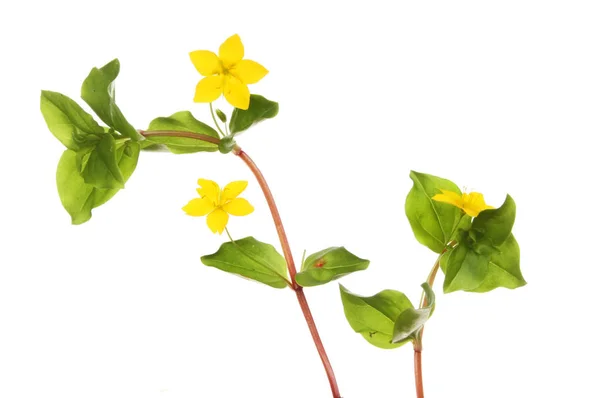 Цветы и листва ползучих Дженни — стоковое фото