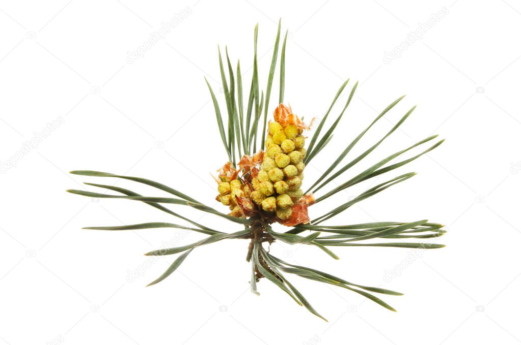 Conifer flower and foliage