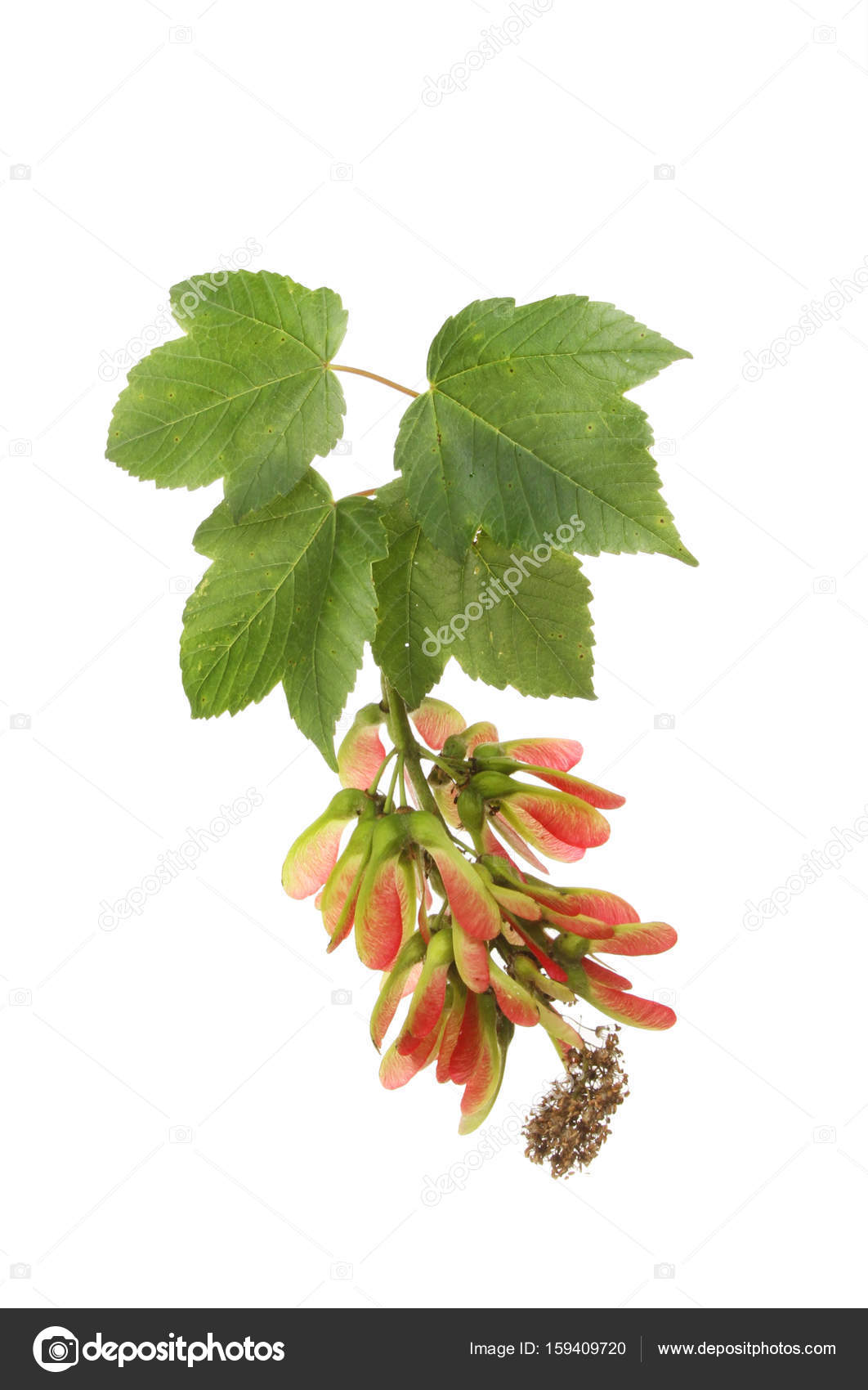 Sycamore Leaves And Seeds Stock Photo Image By C Griffin024