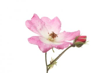 Miniature rose flower and buds clipart