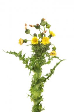Dikenli ekmek-Thistle çiçek ve bitki örtüsü