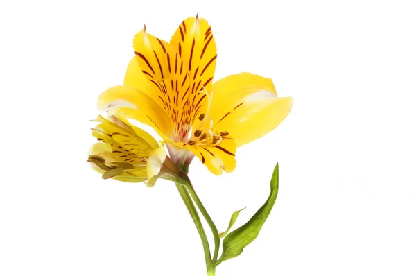 Gul alstroemeria blomma — Stockfoto