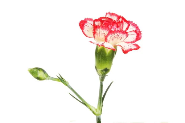 Spray carnation bloem en bud — Stockfoto