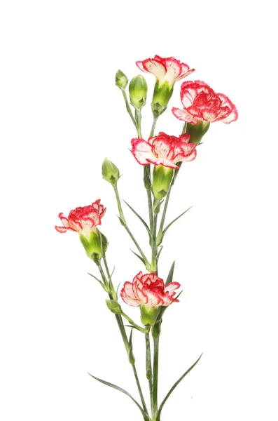 Spray carnation flowers — Stock Photo, Image
