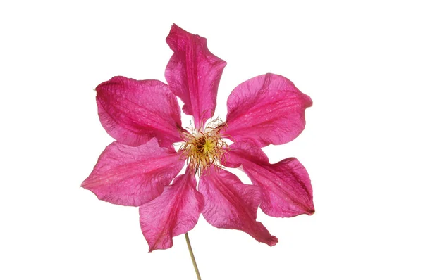 Flor de Clematis carmesí — Foto de Stock