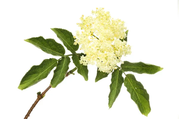 Elderflowers і листя — стокове фото