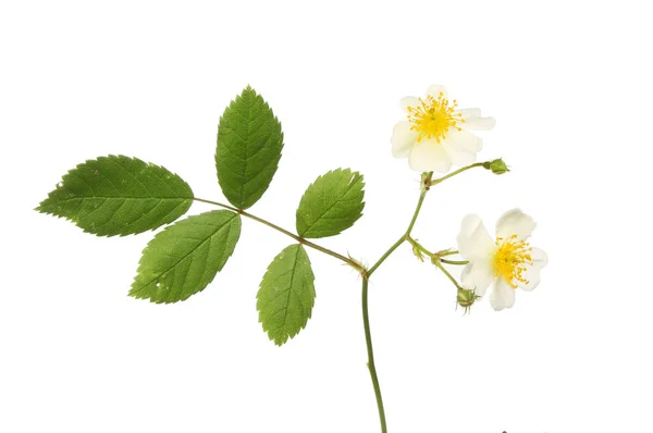 White rose flowers and foliage — Stock Photo, Image