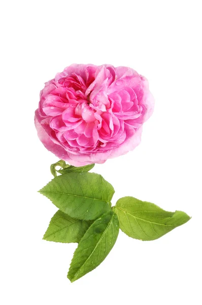 Розовый цветок и листья — стоковое фото