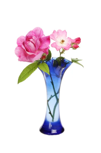 Magenta roses in a vase — Stock Photo, Image