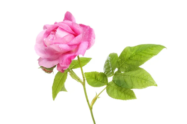 Magenta rosa flor — Fotografia de Stock