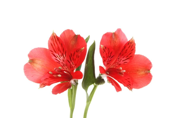 Zwei rote Alstroemeria-Blüten — Stockfoto