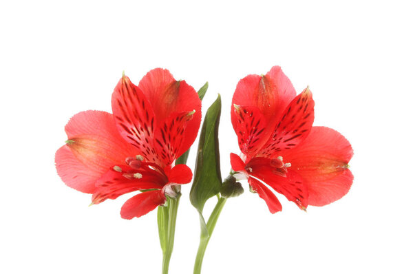 Two red alstroemeria flowers