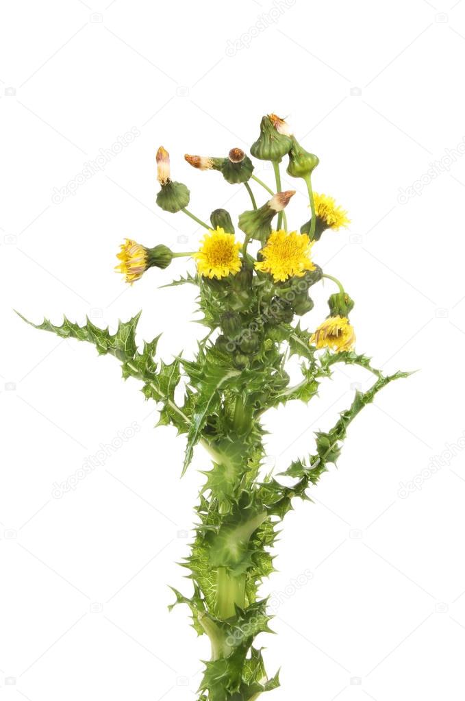 Prickly Sow-Thistle flowers and foliage