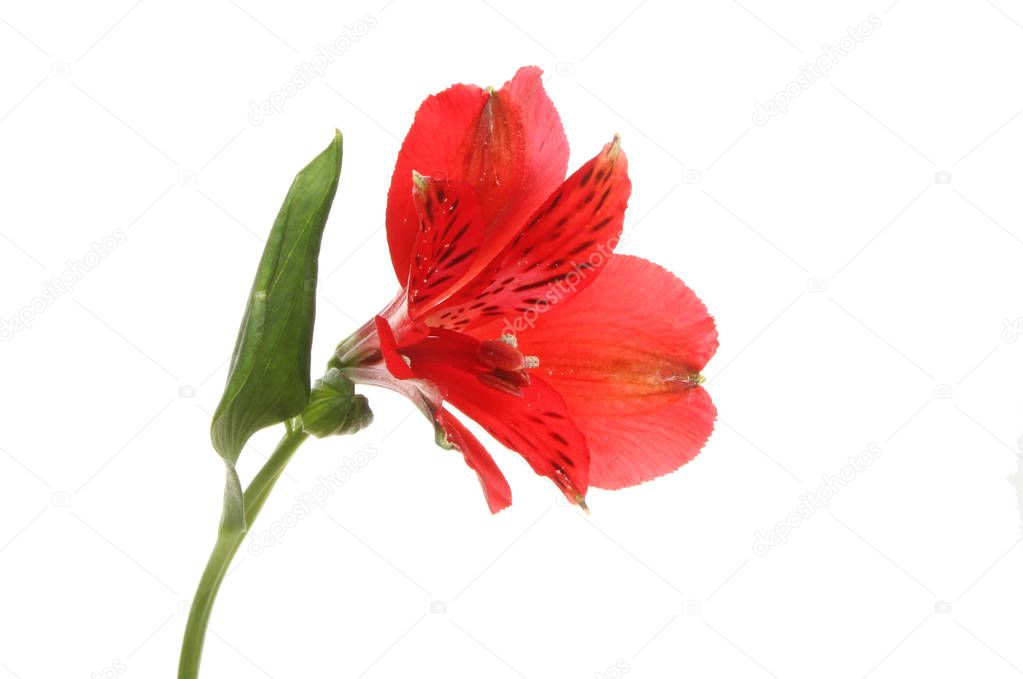 Red alstroemeria flower