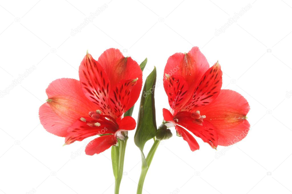 Two red alstroemeria flowers