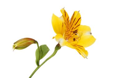 Sarı alstroemeria çiçek