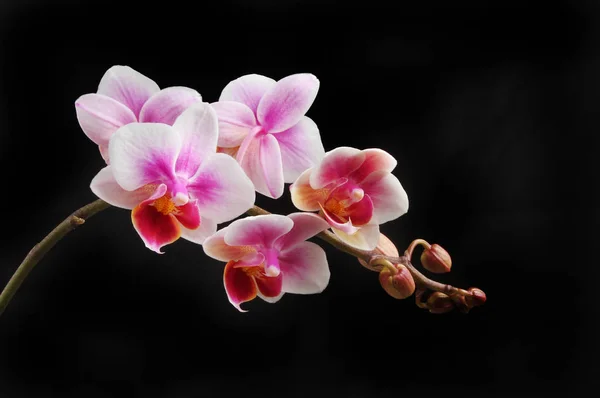 Phalaenopsis, fiori di orchidea falena contro il nero — Foto Stock