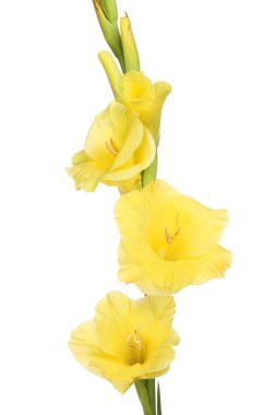 Kılıç çiçeği çiçek sarı