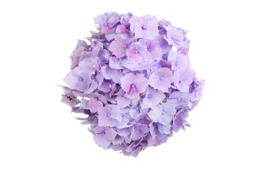 süpürge başlıklı ortanca