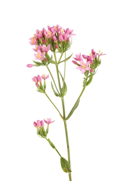 Gemensamma centuary vild blomma — Stockfoto