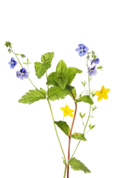 Creeping jenny and speedwell — Stock Photo, Image