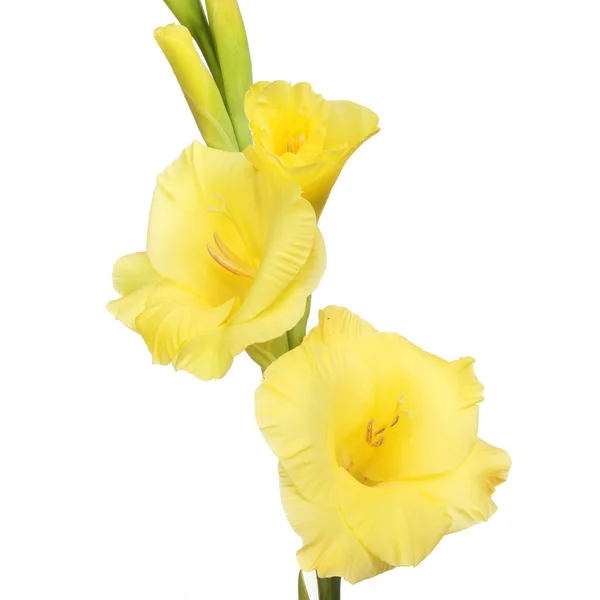 Gladiolus blommor closeup — Stockfoto