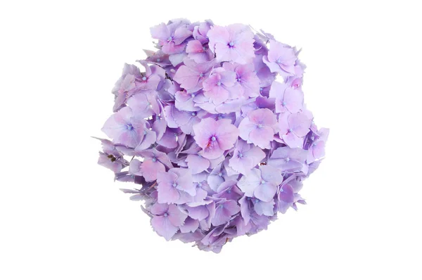 Mop head hydrangea — Stock Photo, Image