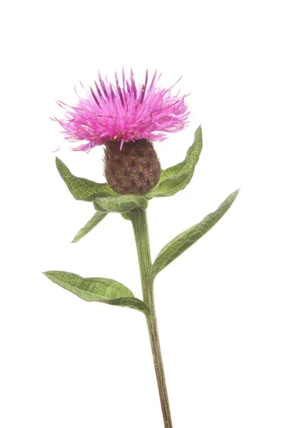 Gemeenschappelijk knapweed wildflower — Stockfoto