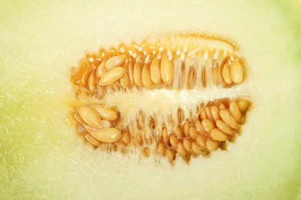 Biji melon closeup — Stok Foto