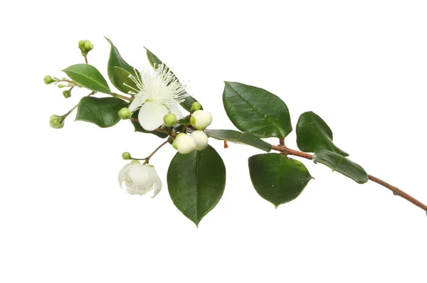 Mersin Çiçek ve bitki örtüsü