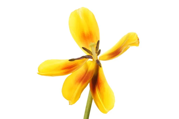 チューリップの花を開く — ストック写真