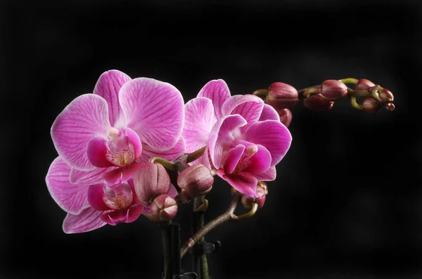 Mor Phalaenopsis, güve orkide, çiçekler siyah karşı — Stok fotoğraf