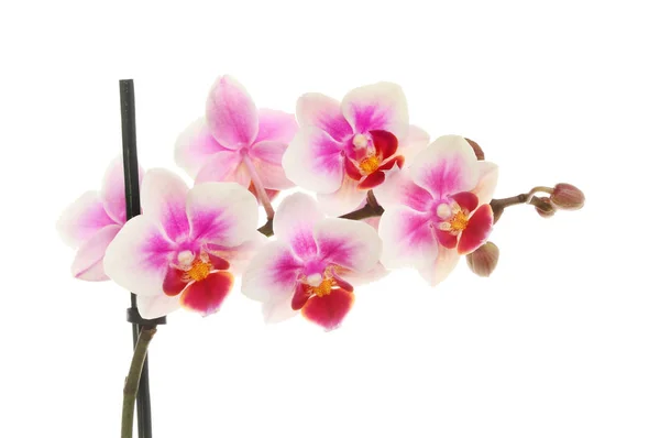 Квітка орхідеї spike — стокове фото