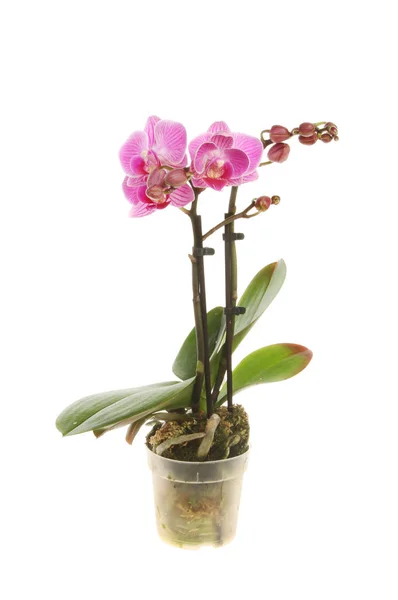 Planta de orquídea em um pote — Fotografia de Stock