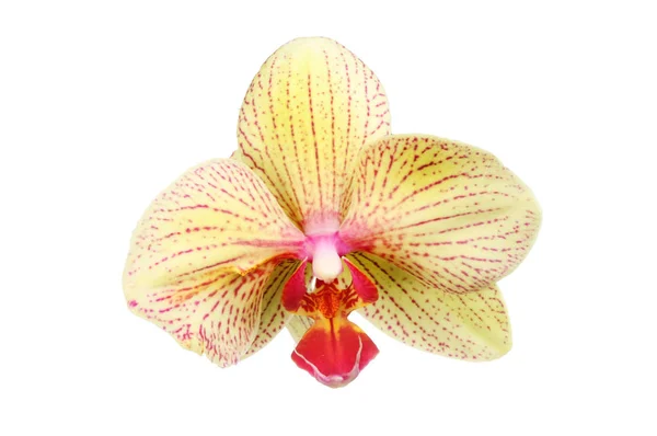 Fiore di orchidea falena — Foto Stock