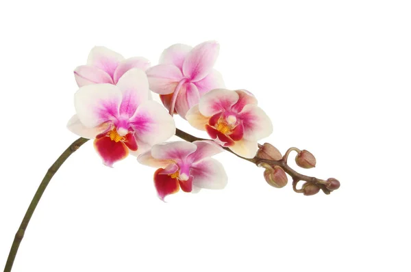 Fleurs d'orchidée de papillon — Photo