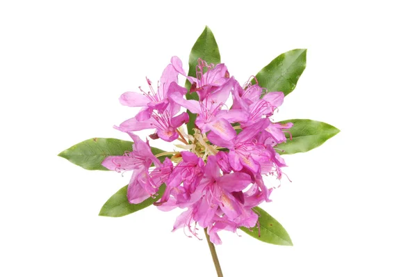 Rhodedendron ponticum květiny a zeleň — Stock fotografie