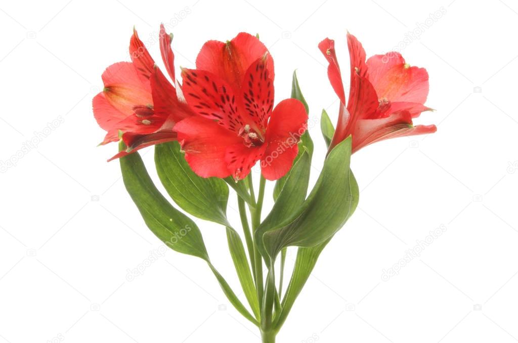Red alstroemeria flowers
