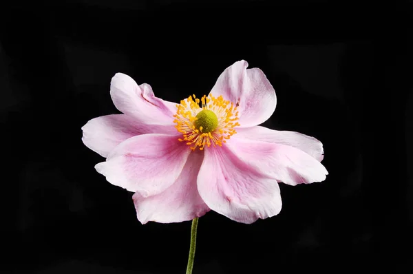 블랙에 대 한 아 네모 네 꽃 — 스톡 사진