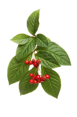 Dağ muşmulası yaprakları ve meyveleri