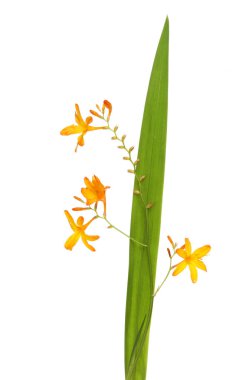 Arizona çiçek ve yaprak