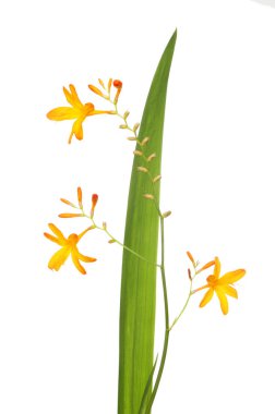 Arizona çiçek ve yaprak