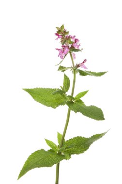 Marsh woundwort kır çiçeği