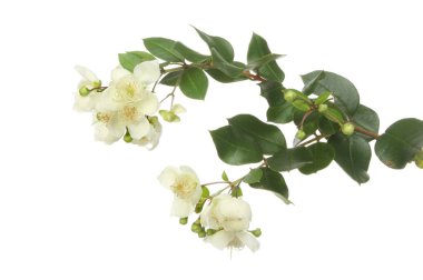 Myrtle flowers and foliage clipart