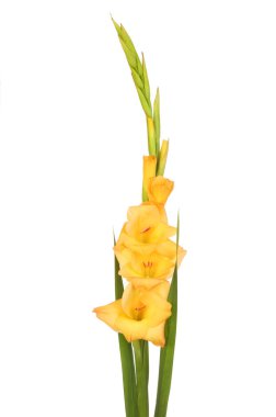 Kılıç çiçeği çiçek spike