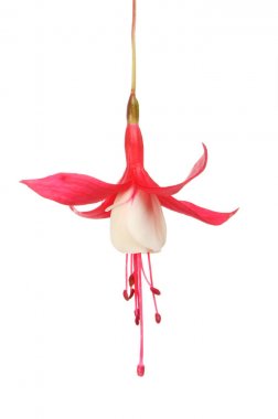 Kırmızı ve beyaz fuscia