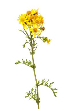 Yaygın ragwort çiçeği