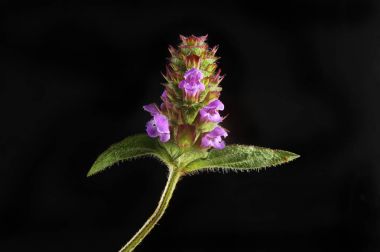 Kendi kendine karşı siyah çiçekler iyileşmek